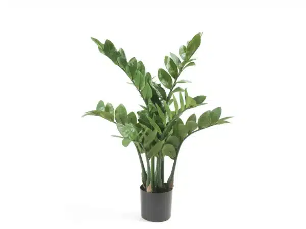 Plante Zamioculcas