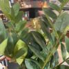 Plante Zamioculcas – Image 3